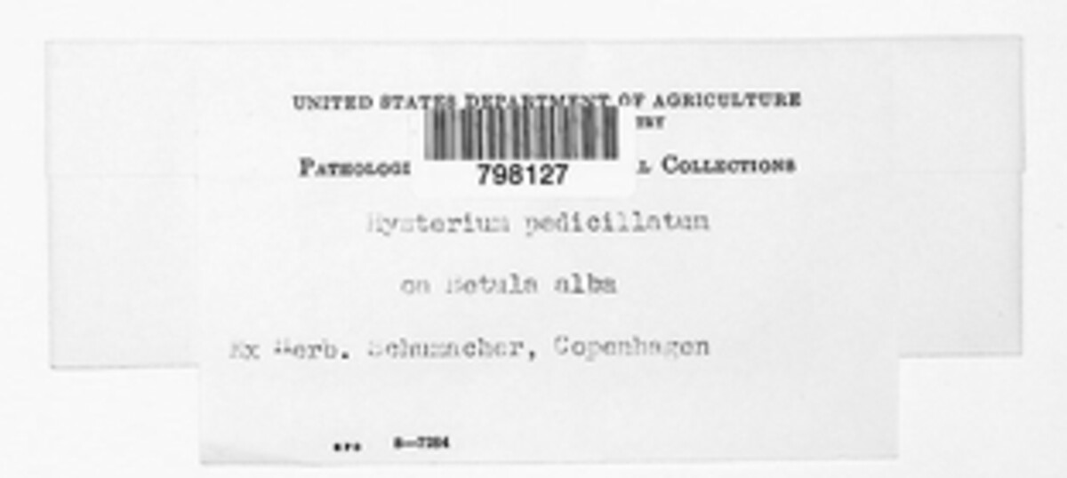 Hysterium pedicellatum image